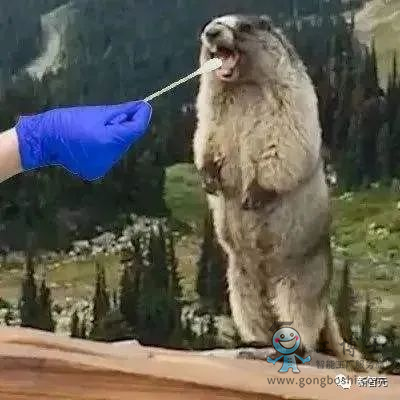 AI算法聽聲辨新冠